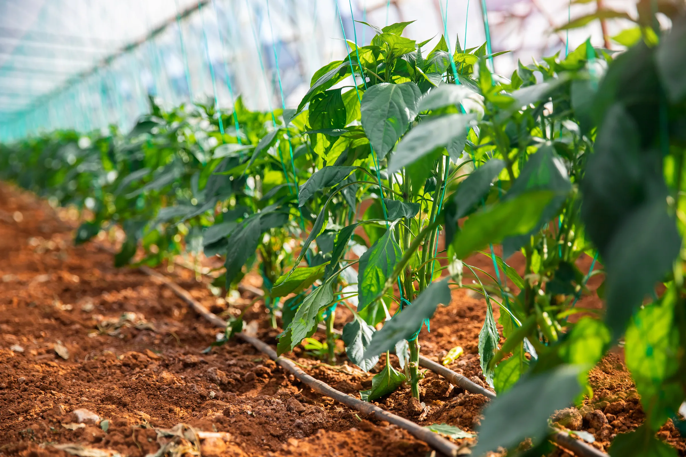 Pepper plants growing in a professional greenhouse