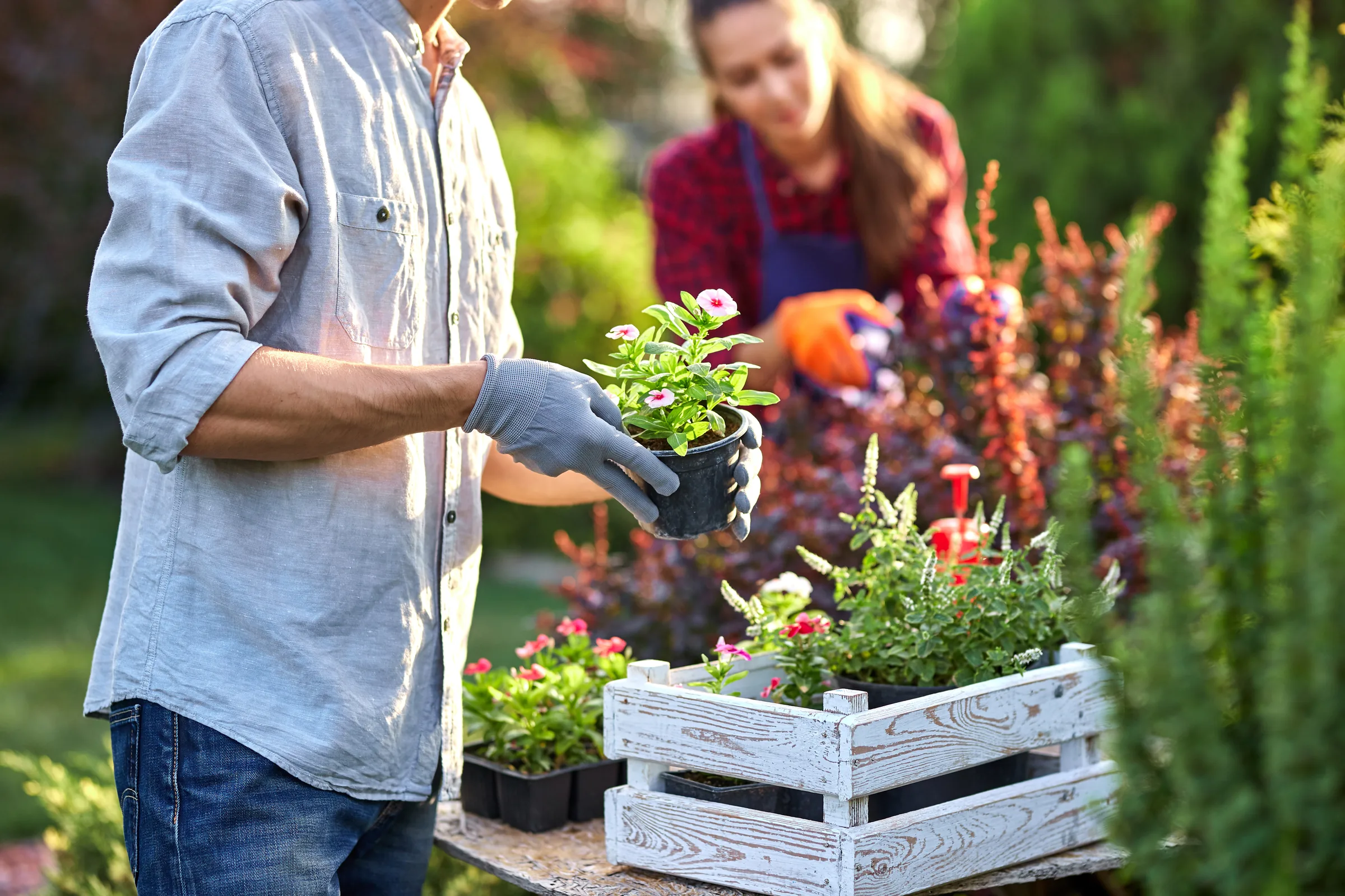 Horticulture professionals handling flowering plants